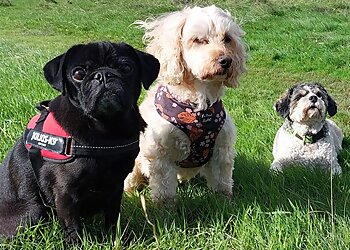 Flintshire dog walkers Wild Paws  image 1