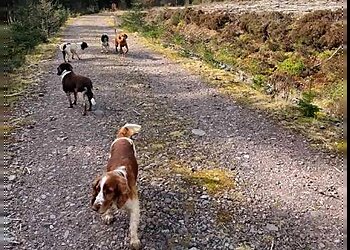 Glasgow dog walkers Wild Side Walks image 1