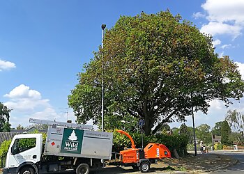 Norwich tree services Wild Tree Care Ltd. image 1