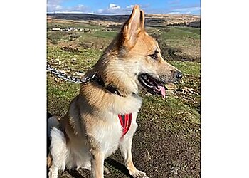 Wild Walks & Waggy Tails