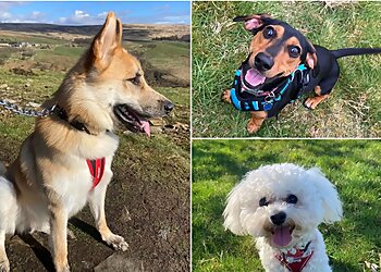 Wild Walks & Waggy Tails