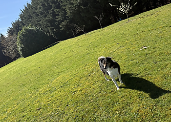 Wild at Heart Luxury Dog Boarding Wild at Heart Luxury Dog Boarding