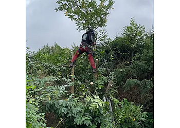 WildeWood Tree Services