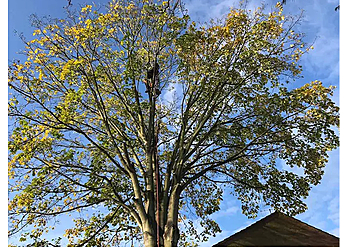 WildeWood Tree Services