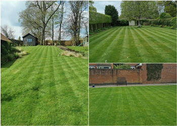 Will's Norfolk Lawns