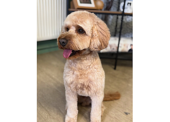 Wirral Dog Groomers Ltd