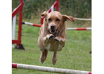 WitsEnd Pet Behaviour Practice