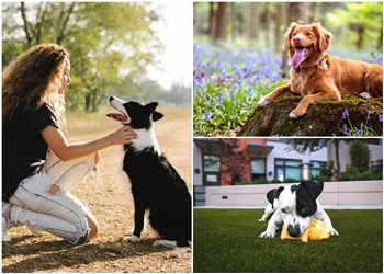 WitsEnd Pet Behaviour Practice