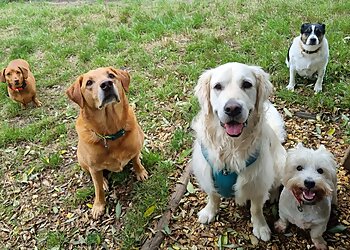 Bournemouth dog walkers Wonder Woof Walkies image 1