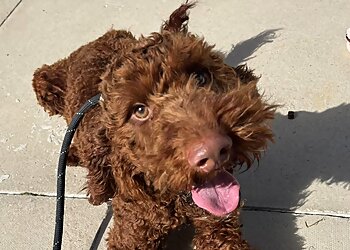 Woodhaven Boarding Kennels and Cattery