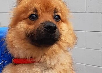 Woodhaven Boarding Kennels and Cattery