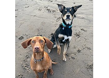 Woodland Walkies Pet Care Services