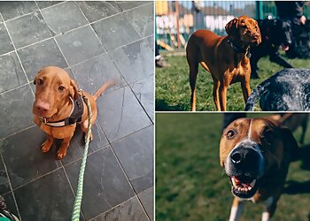 Woodland Walkies Pet Care Services