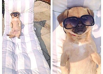 Woodlands Kennel Complex