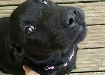 Woodview Boarding Kennels and Cattery