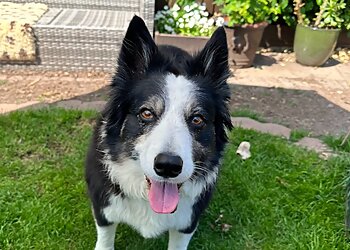 Woody Woods Pet Services