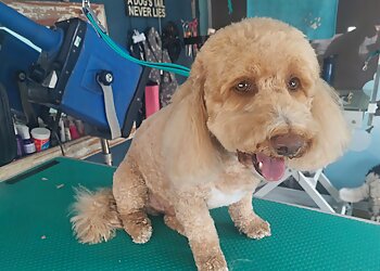 Woof and Ready Dog Grooming