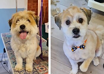 Woof to Wonderful, Dog Groomer