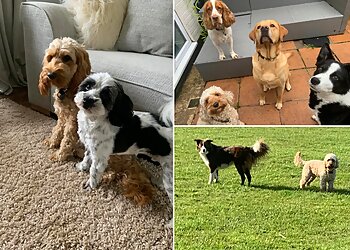 Wright Dog Walker Hedon