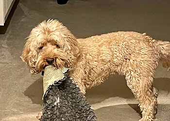 Wynnestay Kennels & Cattery