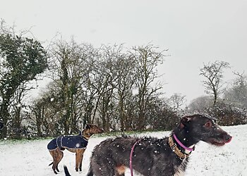Wynnestay Kennels & Cattery