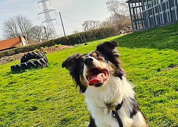 Wirral boarding kennels Wynnestay Kennels & Cattery image 1