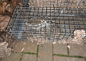 Yorkshire Pest Control