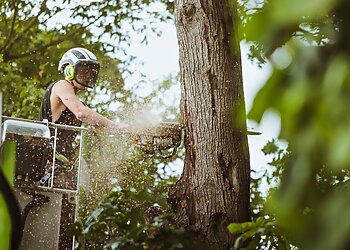 Yorkshire Tree Surgery Ltd