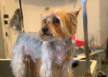 Your Faithful Friend Professional Dog Grooming