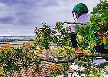 Out on A Limb Treecare LTD