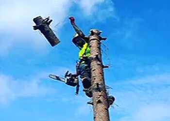 Out on A Limb Treecare LTD